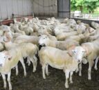 NI Sheep Industry Taskforce to meet agriculture minister