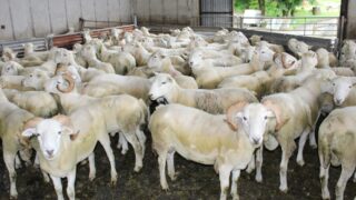 NI Sheep Industry Taskforce to meet agriculture minister