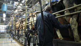 Dairy advice: Do you have a good milking routine?