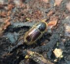 Demarcated area expanded following bark beetle discovery in East Anglia