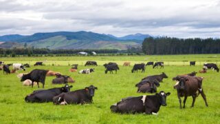 New Zealand reveals independent panel to review methane science