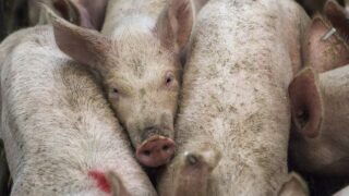 3,500 pigs to be culled after ASF outbreak in Germany