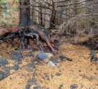 Scotland: FLS issues fire warning as temperatures rise
