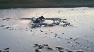 Cow stuck in mud saved after two hour rescue operation