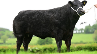 £18,000 paid for an in-calf heifer at Jalex Select sale