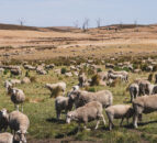 Australian bill aimed at ending live sheep exports moves forward