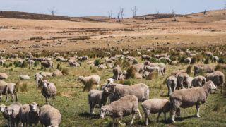 Australian bill aimed at ending live sheep exports moves forward