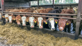 Blanket approach to ammonia reduction in NI is ‘concerning’ – MLA