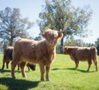 Political parties to set out visions for Scottish agriculture