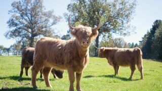 Political parties to set out visions for Scottish agriculture
