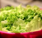 Person dies from E.coli from a 'type of lettuce used in sandwiches'