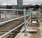 Dairy advice: Regular foot bathing to limit lameness