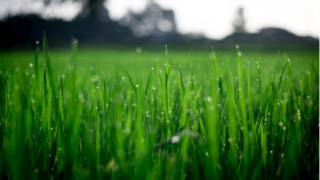 DAFM: No ‘clear proof’ of fertiliser bought in NI not declared in ROI