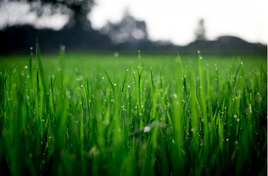 Dafm DAFM: No ‘clear proof’ of fertiliser bought in NI not declared in ROI ...