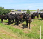 Delivering improved levels of sustainability in beef sector
