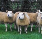 Texel Society welcomes international visitors for 50th anniversary