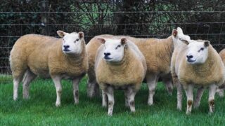 Texel Society welcomes international visitors for 50th anniversary