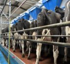 How to control summer mastitis within your herd