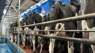 How to control summer mastitis within your herd