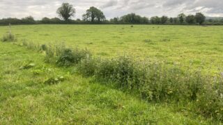 Controlling weeds in your paddocks this summer