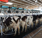 Farm orgs query Tirlán on milk price paid to farmers in NI