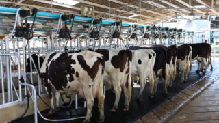 Farm orgs query Tirlán on milk price paid to farmers in NI