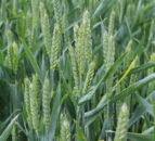Tillage: AHDB survey results reveal downfalls in key areas