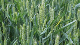 Tillage: AHDB survey results reveal downfalls in key areas