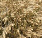 Winter barley coming in at 4.8t/ac in Co. Down