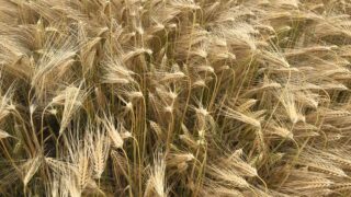 Winter barley coming in at 4.8t/ac in Co. Down