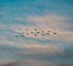 New variants of bird flu threaten Asia and the Pacific – FAO