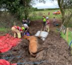 Brecon, Wales: Fire service rescues horse from bog