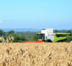 Research: 35% of oat samples contaminated with mycotoxins