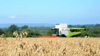 Research: 35% of oat samples contaminated with mycotoxins