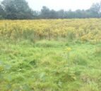 AFBI: Rise in submissions of carcasses exposed to ragwort