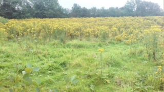 AFBI: Rise in submissions of carcasses exposed to ragwort