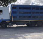 Sheep exports from NI to ROI up 10.7% to date this year