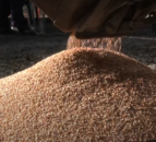 UK livestock farmers warned about fungi in grain