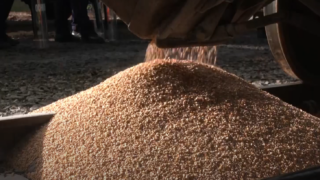 UK livestock farmers warned about fungi in grain