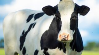 Legislation gives NI dairy farmers ‘power to challenge contracts’