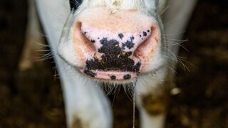 Mad cow disease identified in Scotland