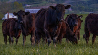 More than $6m to support Canadian beef export market