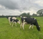 Number of GB dairy producers drops by nearly 6%