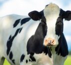 Organic Herd increases October milk price by 2ppl