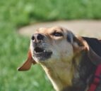 NI orgs call for dogs to be kept under control following spate of livestock attacks