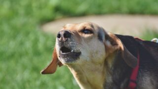 New law to protect farm animals from dog attacks comes into force