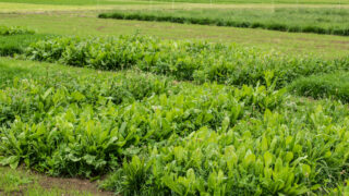 Research trial: Extra 100kg N/ha only yielded 1t DM/ha per year