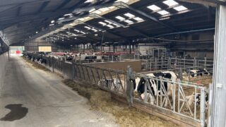 Dairy focus: Antrim father and son maximise farm efficiency