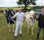 Jersey cow wins dairy inter-breed title at Newry Show
