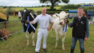 Jersey cow wins dairy inter-breed title at Newry Show